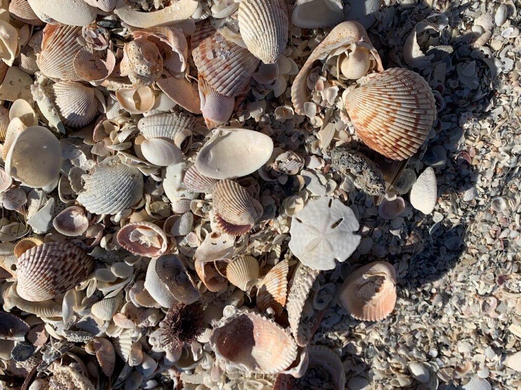 A collection of colorful, intact seashells and full conch shells found on the white sand beach of North Captiva Island, Florida, after a low tide hunt.