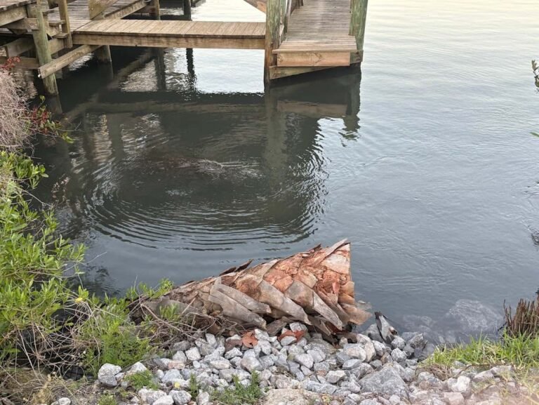 Manatee Spotting at New Smyrna Beach Docks