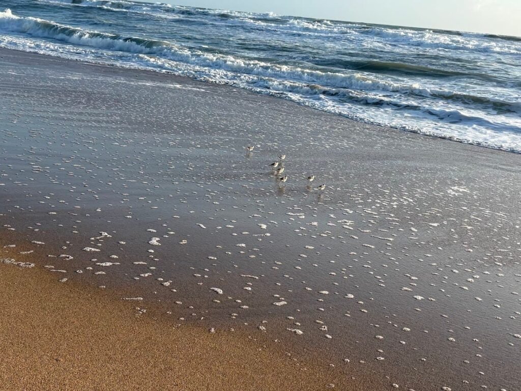 Small shorebirds running along the water's edge on the wet sand at New Smyrna Beach, Florida.