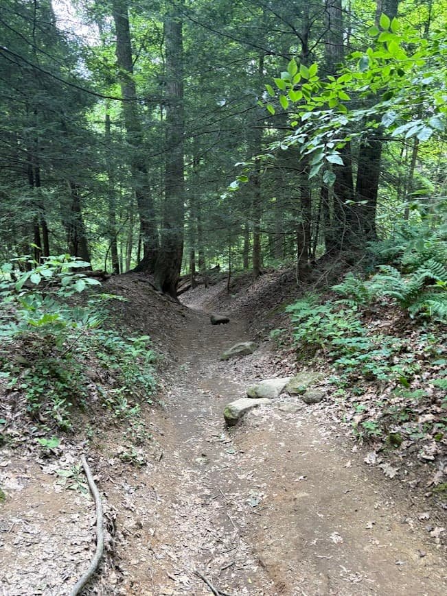 A dirt hiking path winds gently through a lush, shaded green forest with tall trees and ferns at Mohican State Park.