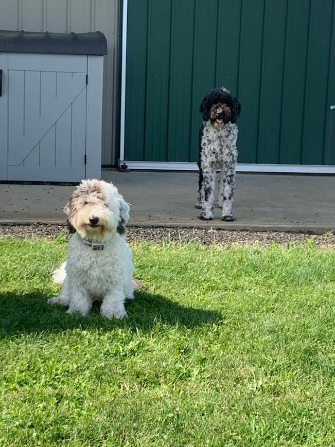 Koda and Kylo outside on green grass at a dog friendly accommodation during a road trip with dogs