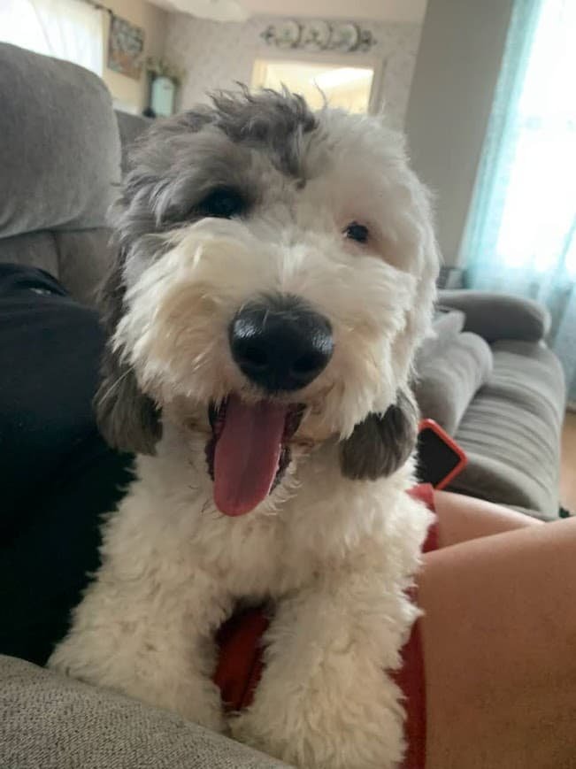 Koda the mini sheepadoodle wearing a red harness — ready for a pet friendly road trip itinerary