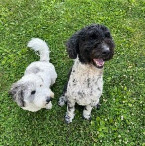 Two dogs sitting on green grass — a mini sheepadoodle and a golden doodle ready for a road trip with dogs