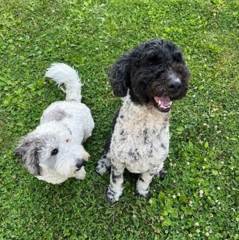 Two dogs sitting on green grass — a mini sheepadoodle and a golden doodle ready for a road trip with dogs