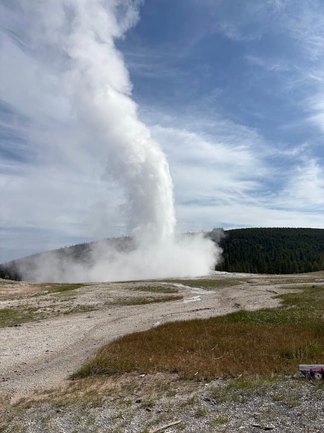 Old Faithful erupting Upper Geyser Basin Yellowstone with a massive column of steam during a clear summer morning.