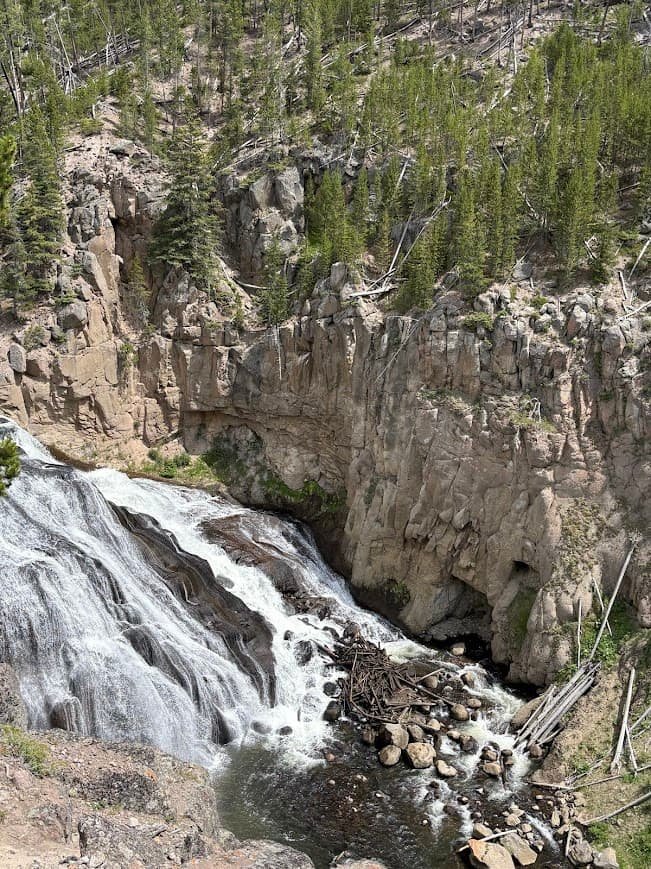 Gibbon Falls cascading down a steep rocky volcanic canyon with evergreen pine trees in Yellowstone National Park.