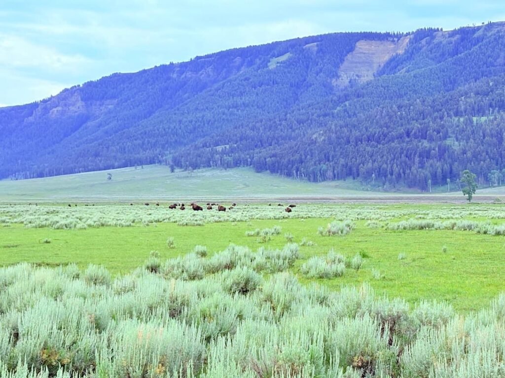 Lamar Valley wildlife bison Yellowstone summer itinerary showing a herd grazing in the green meadows under a mountain ridge.