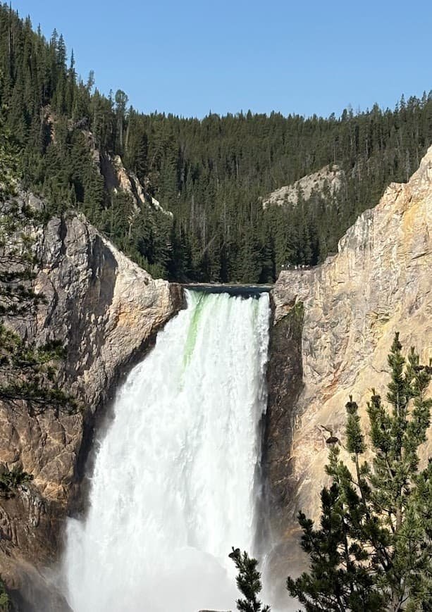 Lower Falls of the Grand Canyon of Yellowstone rushing over rocky yellow cliffs framed by pine trees.