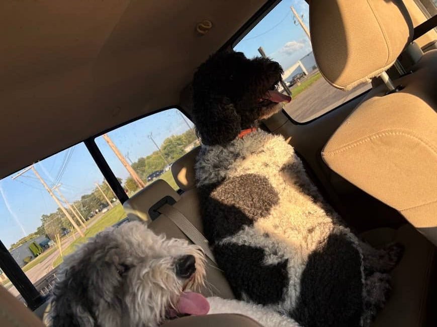 Two fluffy, black-and-white doodle dogs sitting happily in the back seat of a vehicle on their way to a lake vacation.